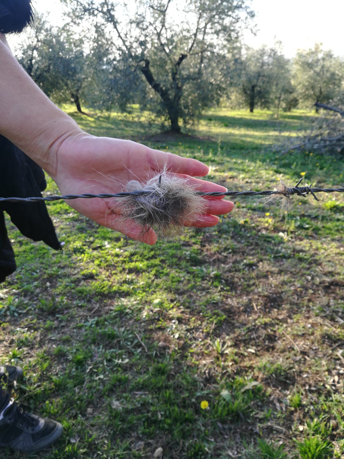 Questo pelo  di lupo? Trovato vicino la mia casa!